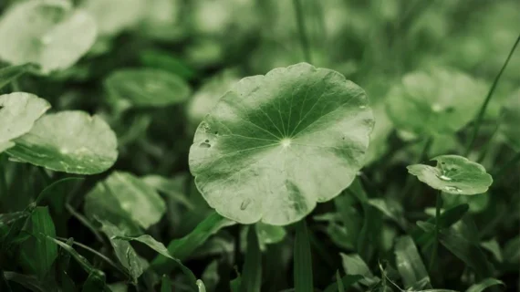 SKIN1004: ¿Por qué su Centella es la mejor?